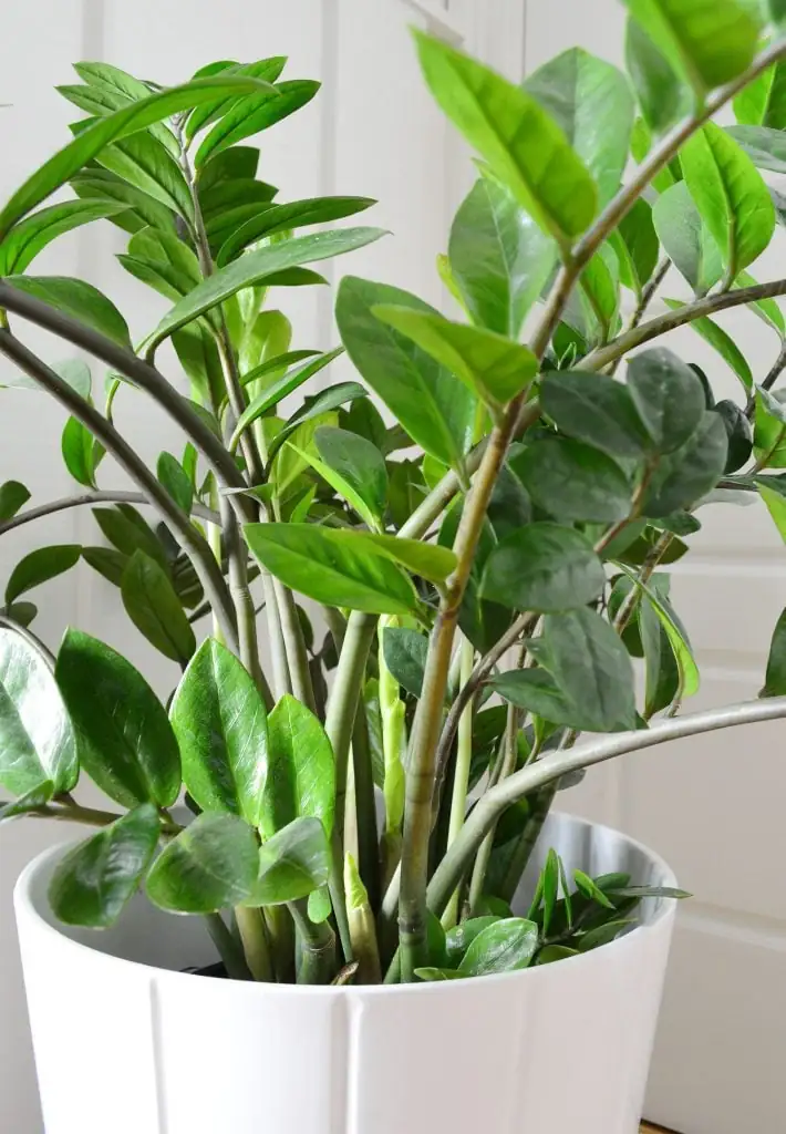 Prosperity and the ZZ Plant: Unveiling its Symbolic Power