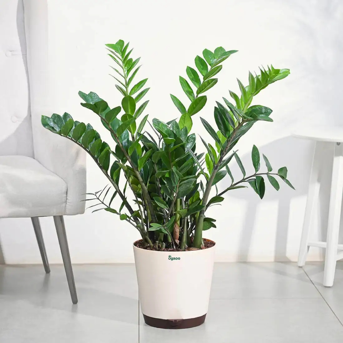 ZZ plant in southeast corner home
