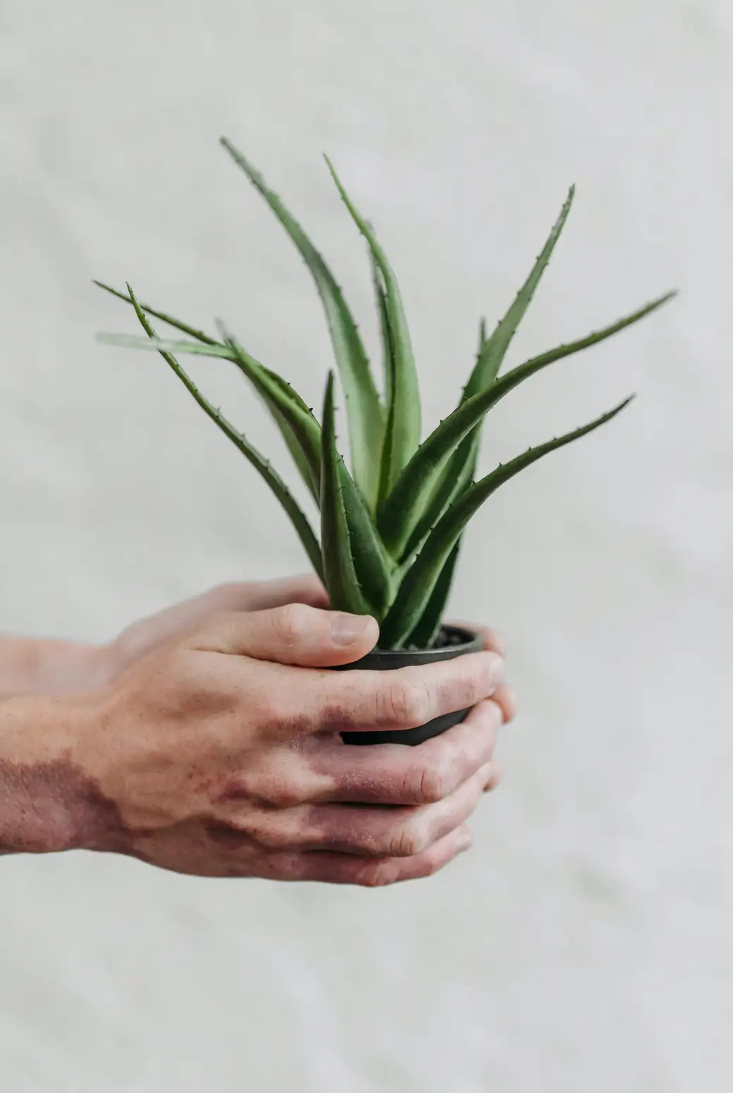ZZ plant care watering hands