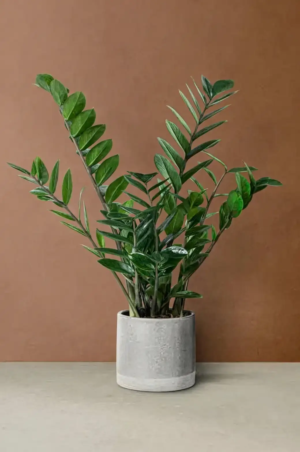 Design with Green: Using ZZ Plants in Modern Interiors