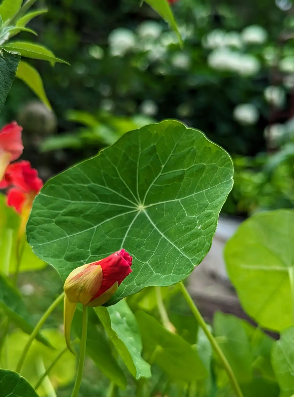 Victory and Passion: The Symbolic World of Nasturtiums