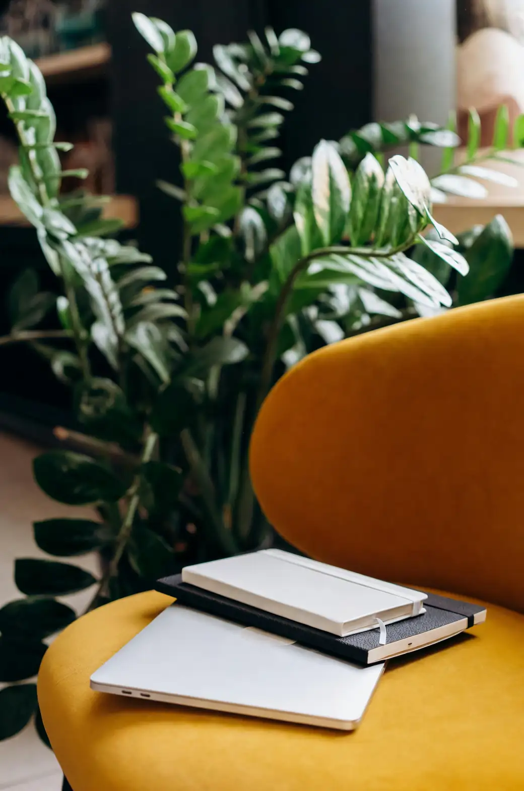 ZZ Plant in modern living room