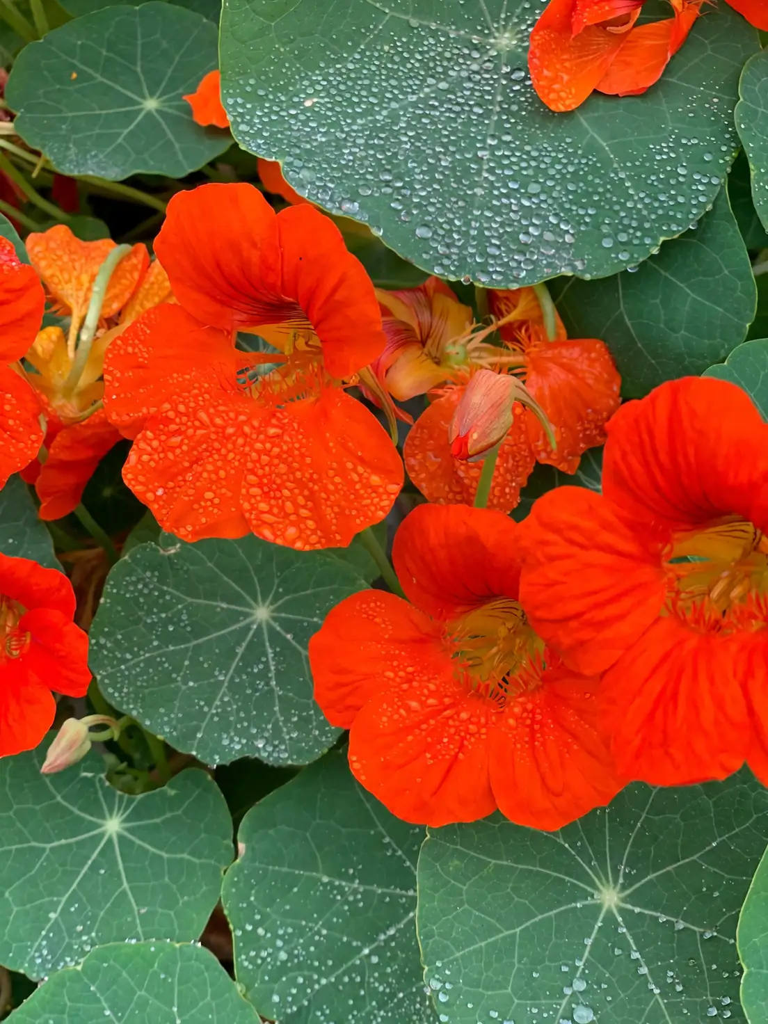 red and orange nasturtium flowers