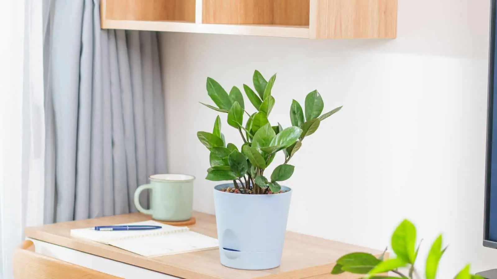 ZZ Plant on office desk