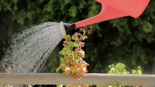 ZZ plant stem cutting preparation