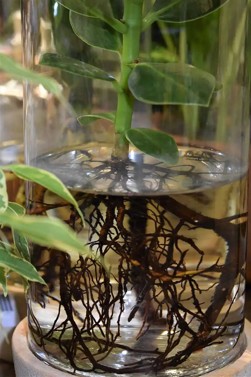 ZZ plant stem cuttings in water