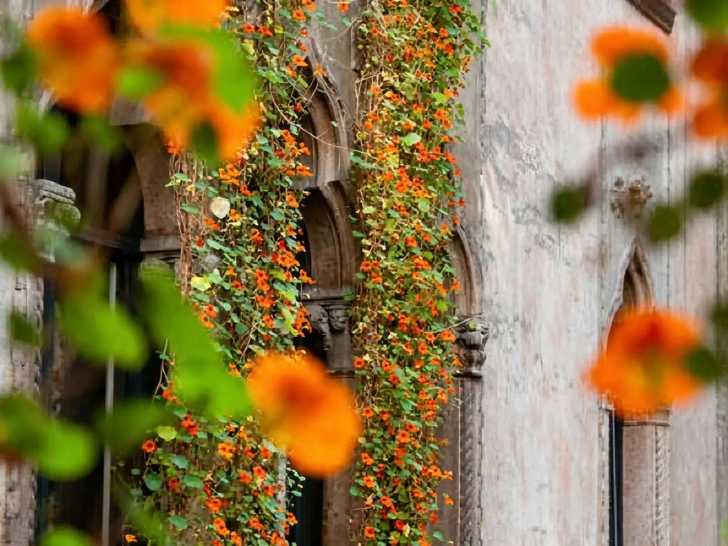 hanging nasturtium display museum