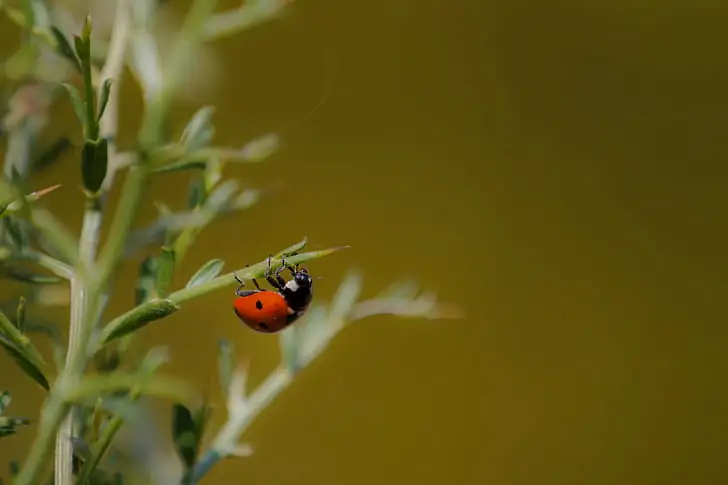 Meet Your Garden’s Secret Heroes: How to Identify and Protect Beneficial Insects