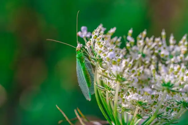 lacewing on flower close-up