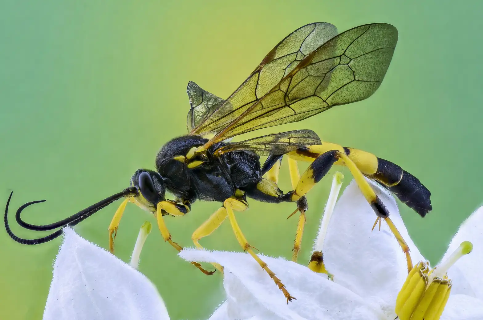 parasitic wasp on dill flower