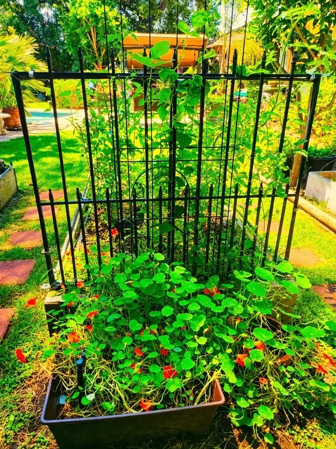 Designing with Nasturtiums: Vibrant Ideas for Your Garden and Home