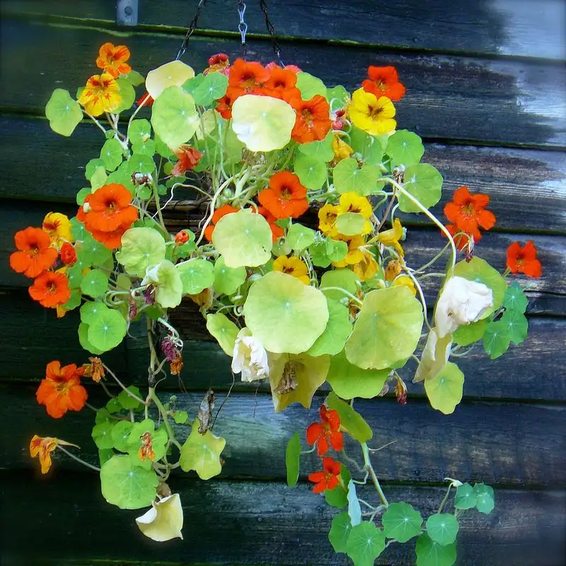 nasturtium in hanging basket