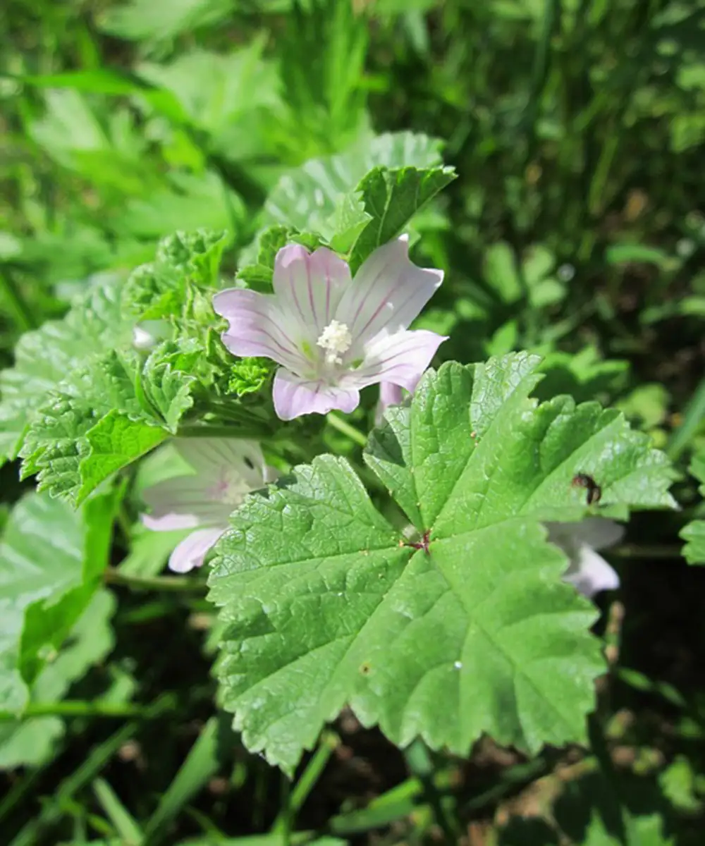 Mastering Mallow: Care Tips for Thriving Rose-Purple Blooms