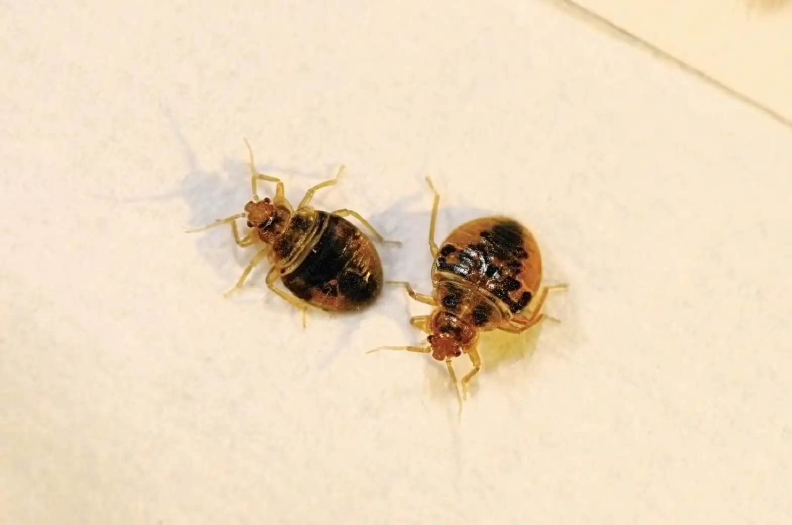 bugs visible after treatment
