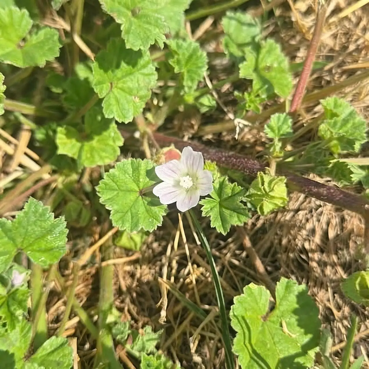 common mallow in sunlight