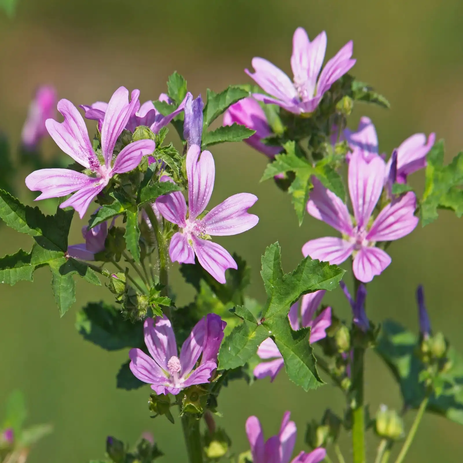 sowing common mallow seeds
