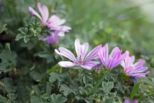 Rusty Troubles: Identifying and Managing Mallow’s Pesky Pests