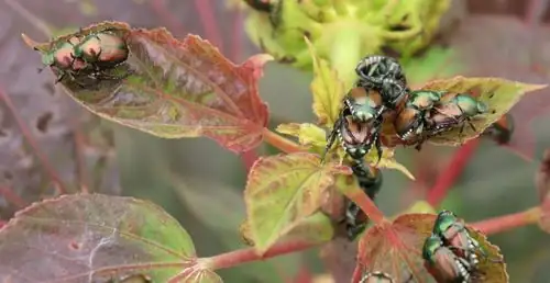 japanese beetles on mallow leaves