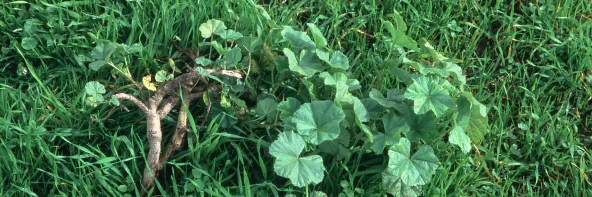 gardener removing infected mallow leaves