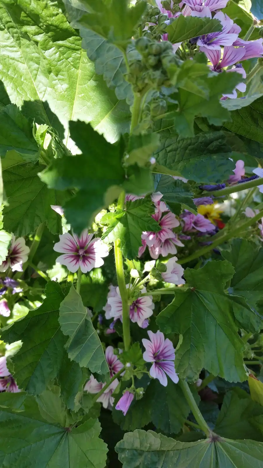 From Ancient Greece to Your Garden: The Storied History of Common Mallow