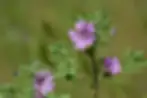 common mallow historical uses