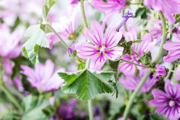 common mallow plant in garden
