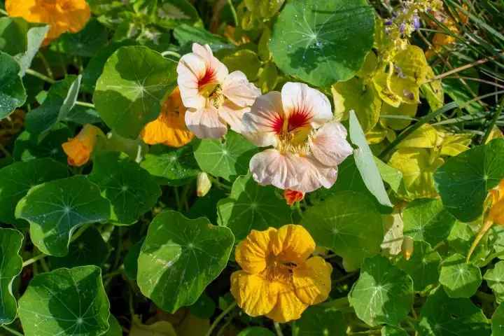 Nasturtium Propagation Masterclass: From Seeds to Stunning Blooms