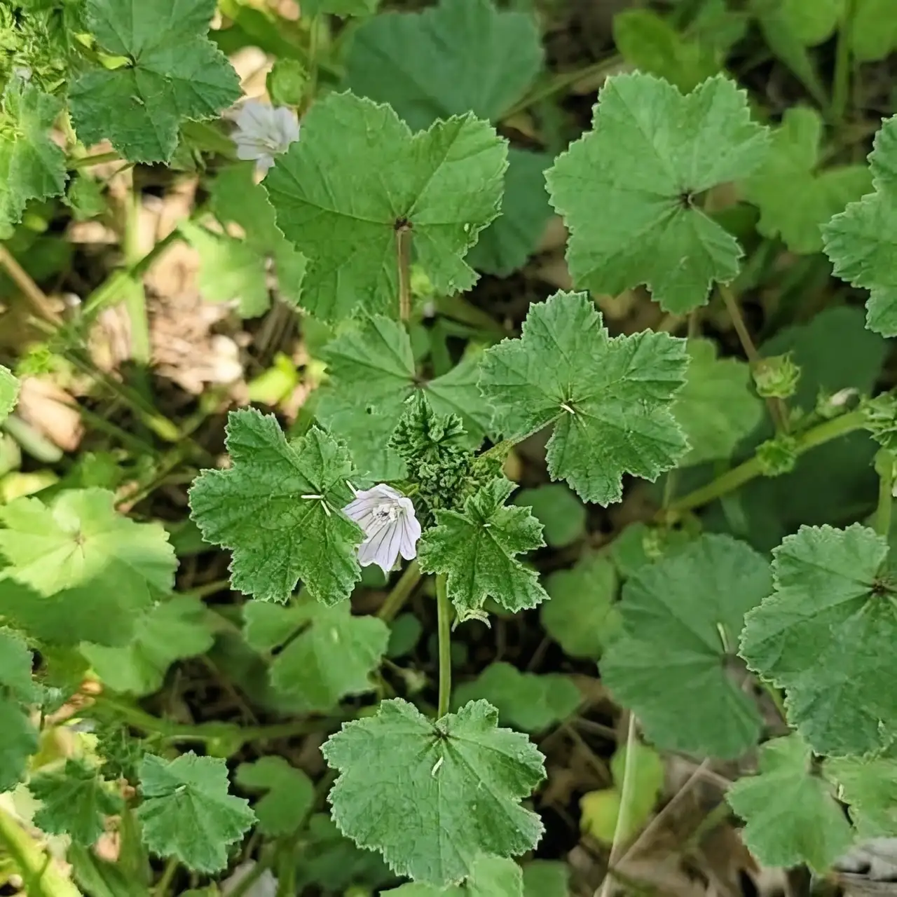 common mallow gardening care