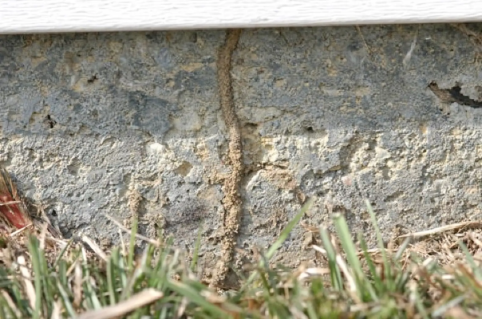 Stay One Step Ahead: Your Guide to Seasonal Pest Alerts and Prevention