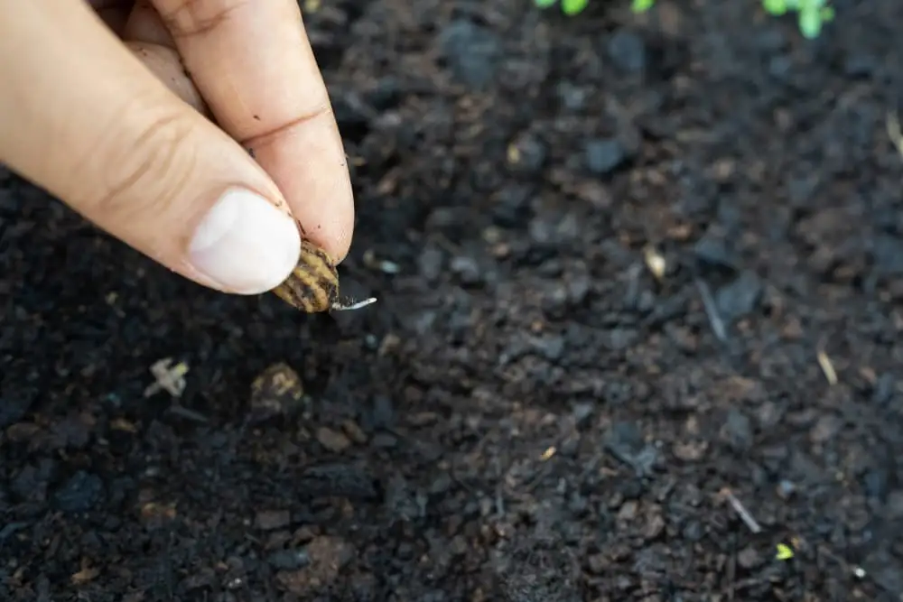 nasturtium seeds on soil