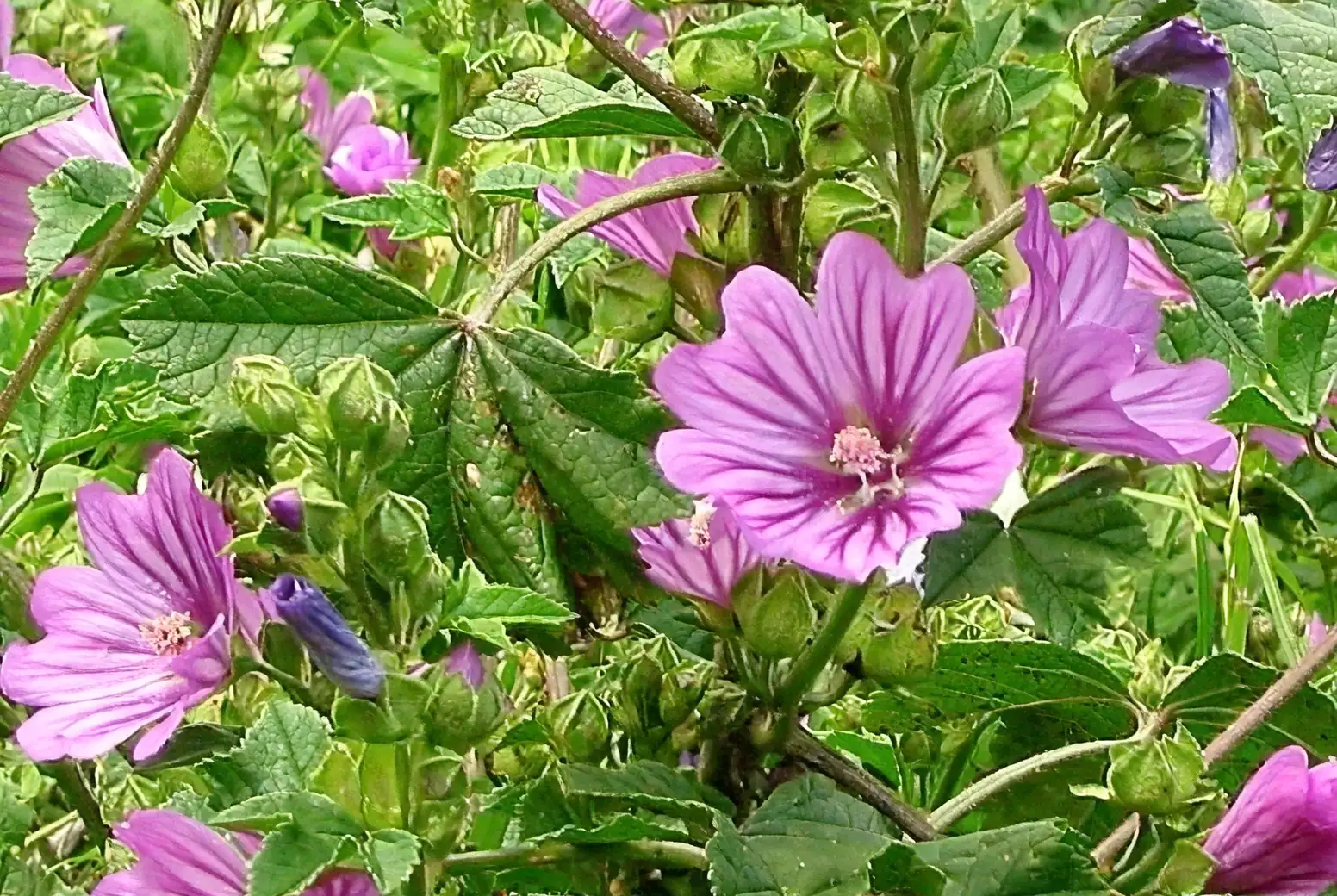 common mallow in different garden settings