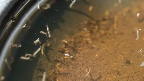 mosquitoes near stagnant water