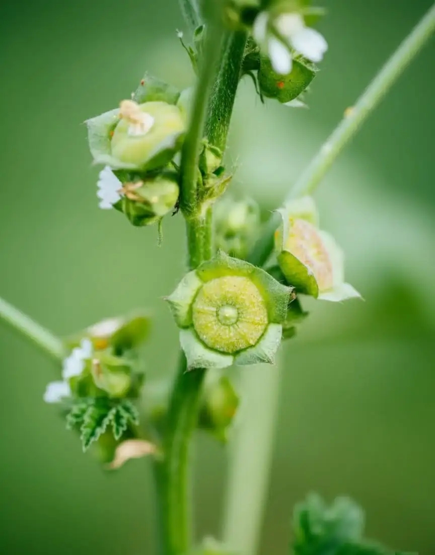 common mallow seed pods cheese shape
