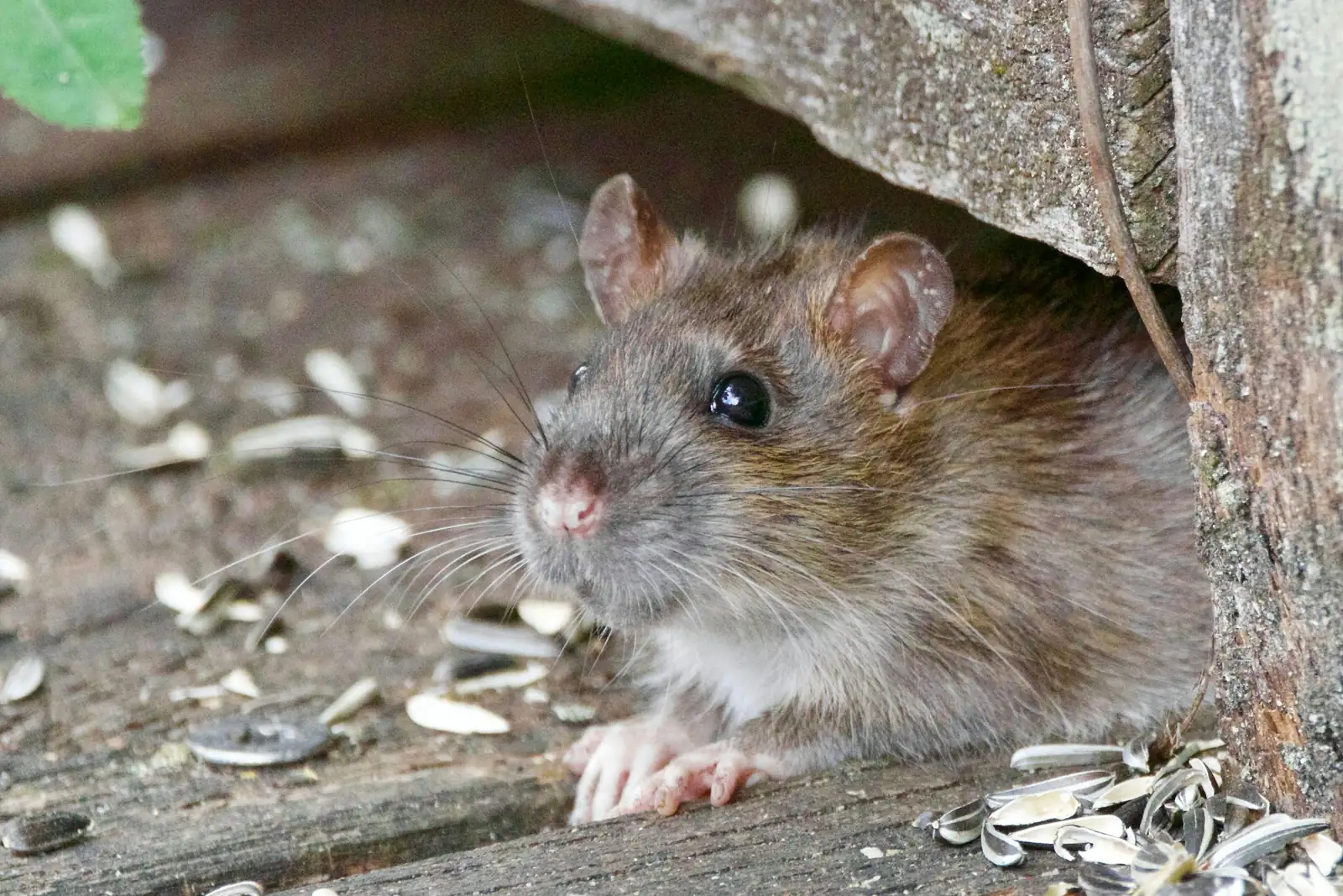 rodent near house exterior