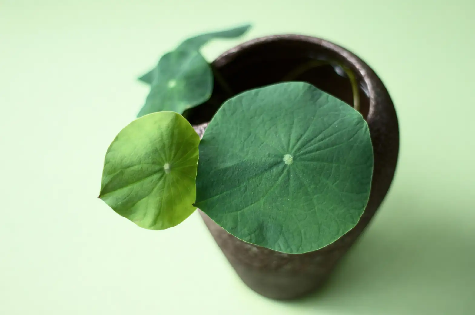 nasturtium cuttings in pot