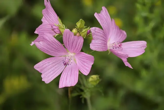 Consumed by Love: Discovering the Flower Language of Common Mallow