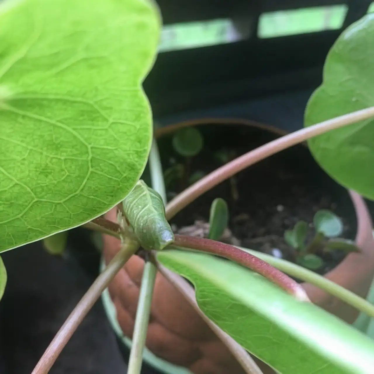 nasturtium plant care watering