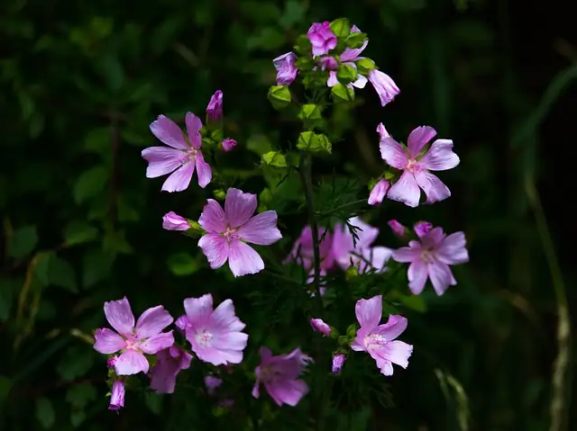 mallow flowers in modern bouquet