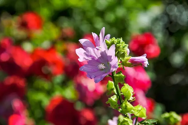 Creating a Cottage Garden Dream: Designing with Common Mallow