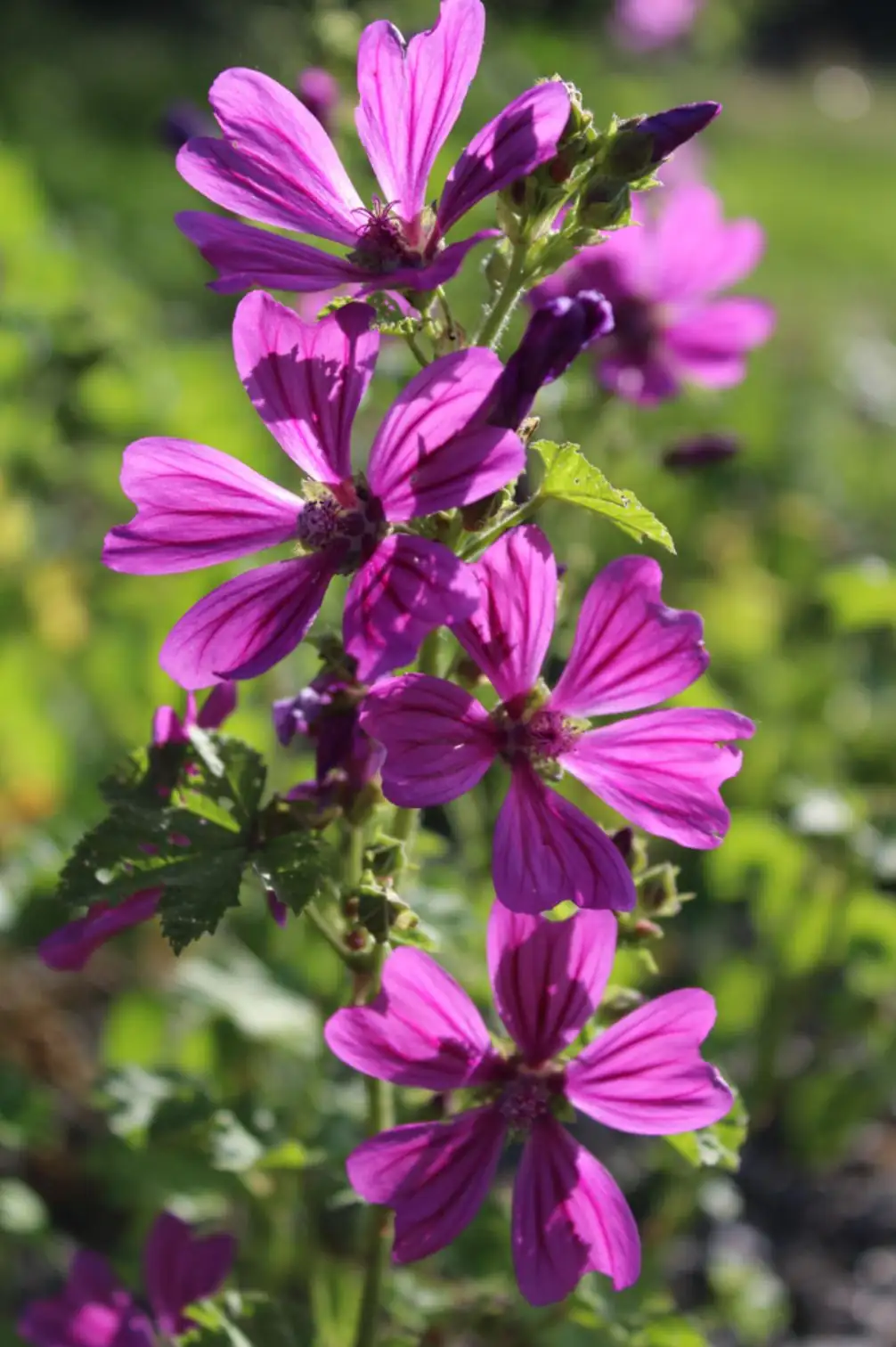 common mallow in sunny garden