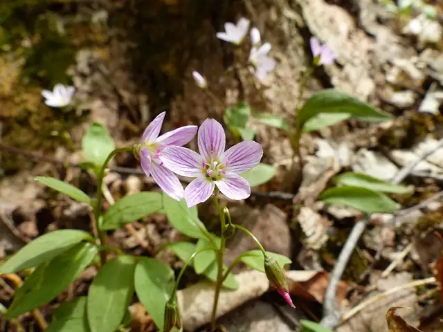 common mallow leaves and flowers in kitchen