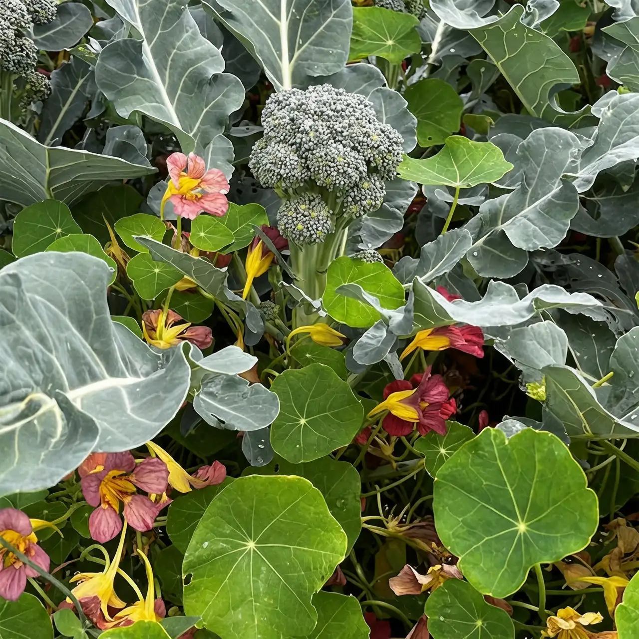 nasturtium with brassicas