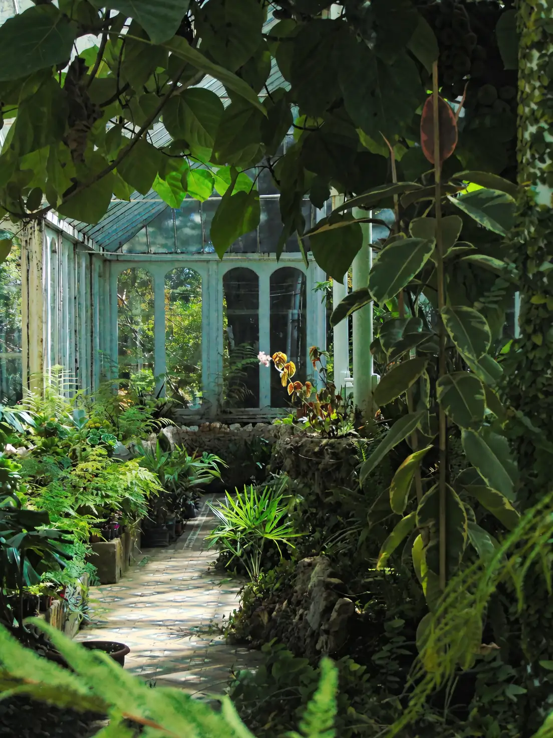 Beat the Humidity: Mastering Fungal Disease Control in Your Garden