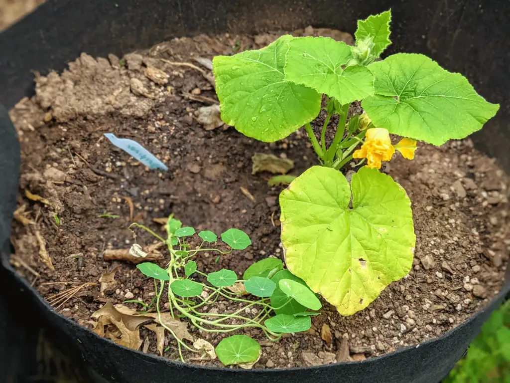 nasturtium with pumpkins and squash