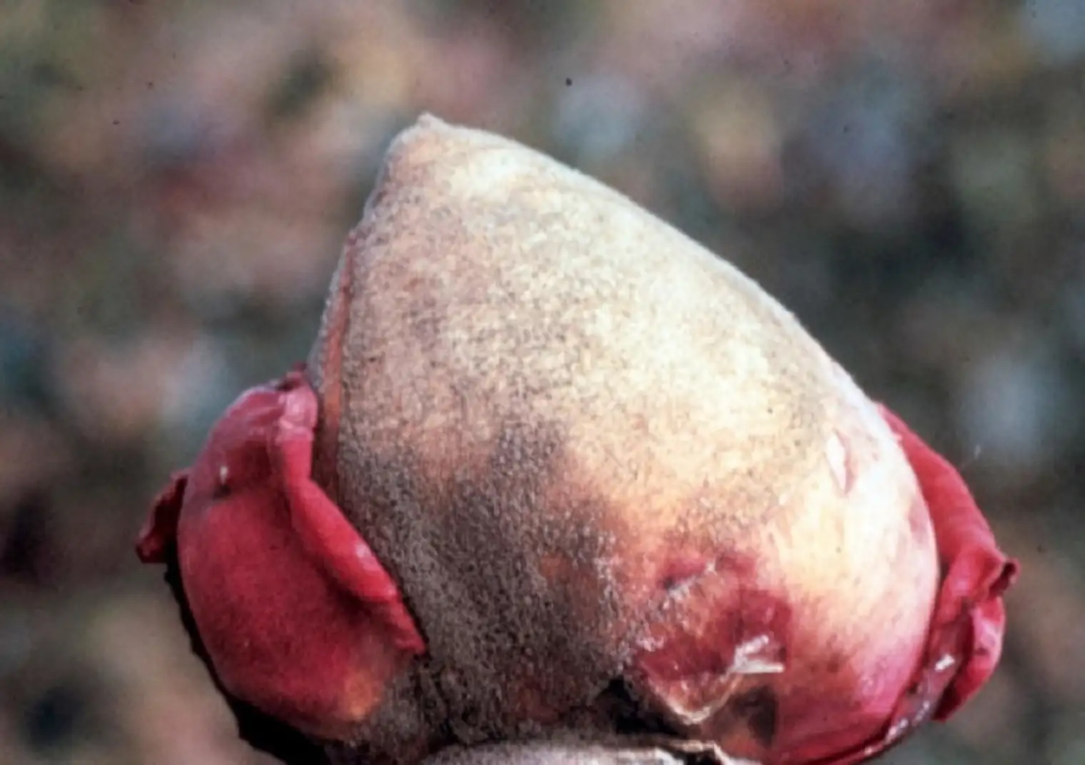 flower with botrytis blight