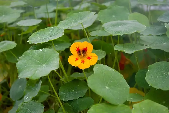 nasturtium attracting pollinators