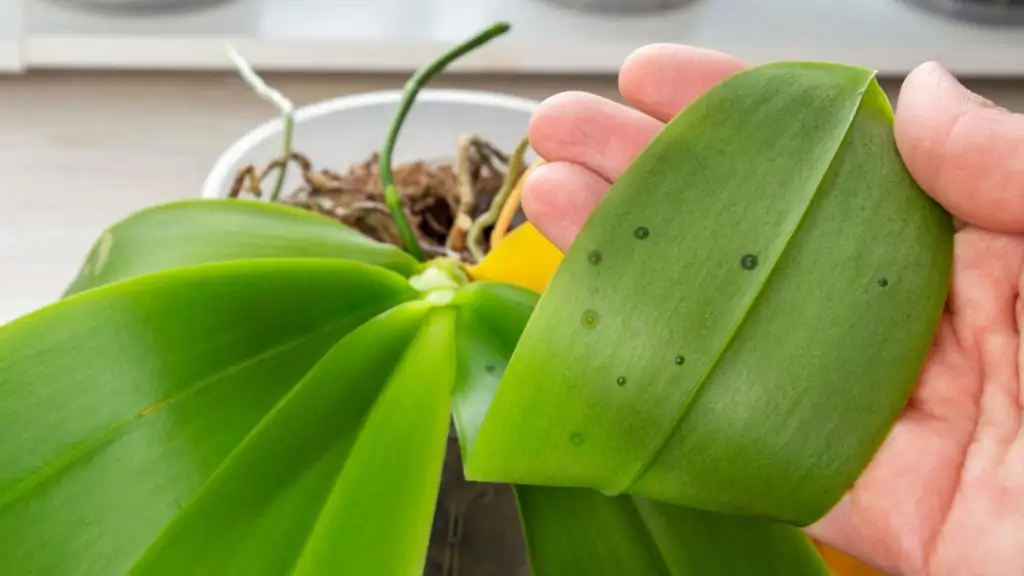 Conquer Plant Soft Rot: Spot It and Stop It!