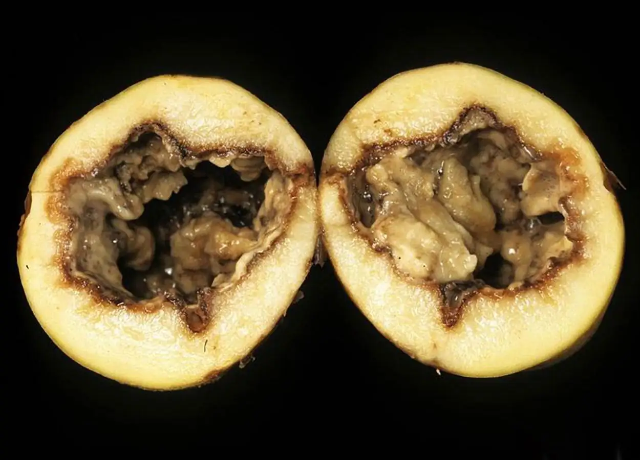 potato soft rot seepage