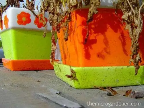 waterlogged plant soil