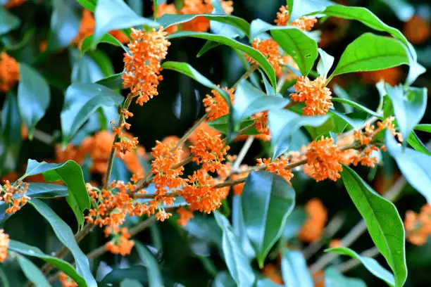 The Sweet Science of Osmanthus Care: Unlock the Secret to Year-Round Blooms